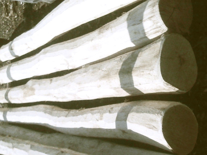 Akazien-Rundholz naturgewachsen, geschält