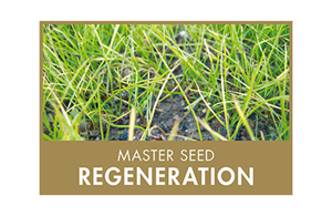 Master Seed Regeneration Rasensamen 