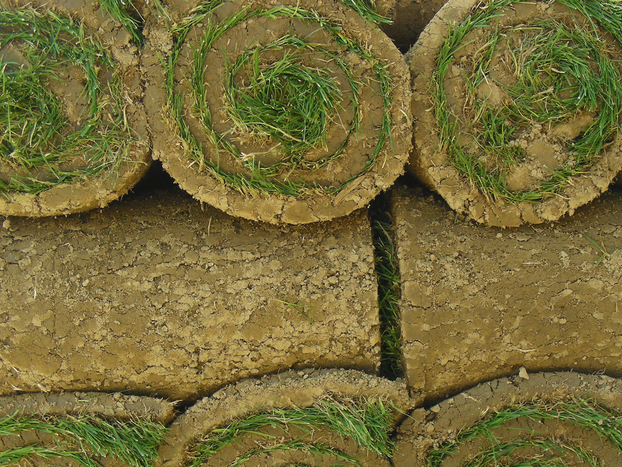 Rollrasen OHS auf Erde